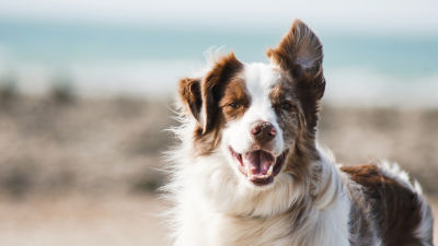 Perro feliz