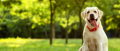 Happy dog in a field