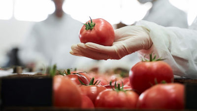 A hand holding a tomato