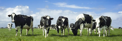 Vacas pastando