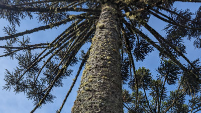 Conservador das Araucárias – Restauração de Terras no Brasil