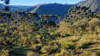 Floresta de araucária