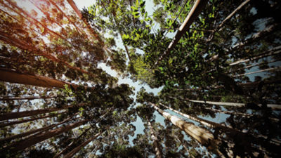 Renovabilidade floresta