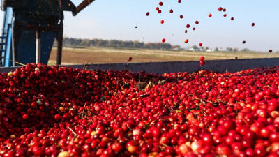 lingon berry