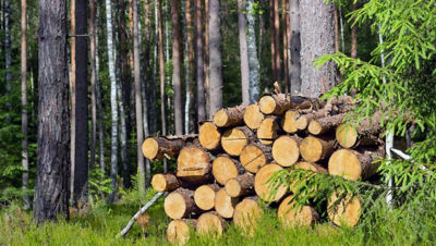 Logs of wood, forest