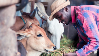 Dairy farmer and cow, sustainable dairy production