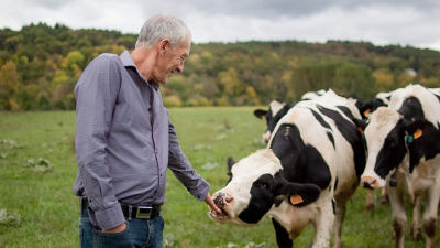 man feeding cows