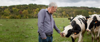 man feeding a cow