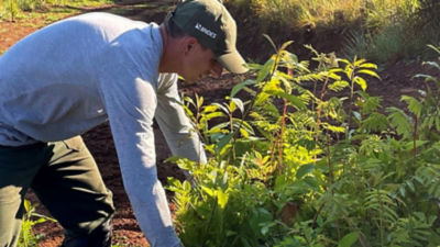 man gardening