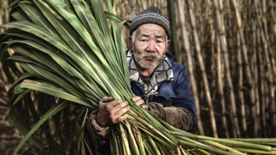 Man harvesting sugarcane