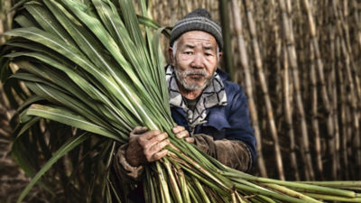 Man harvesting sugar cane