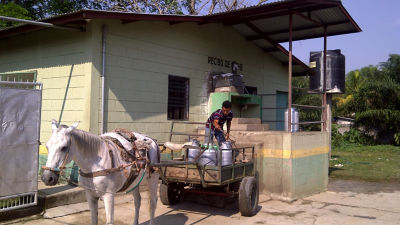 Milk collection