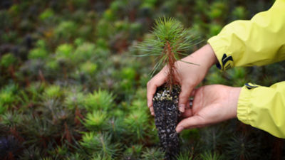 Someone holding plant