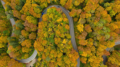 Autumn forest road