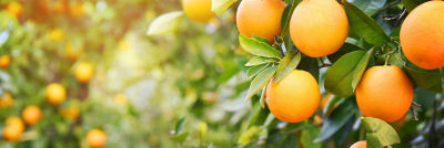 Oranges on orange tree