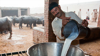 Pakistani farmer