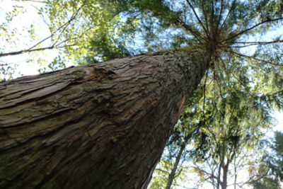 A tree seen from frog perspective