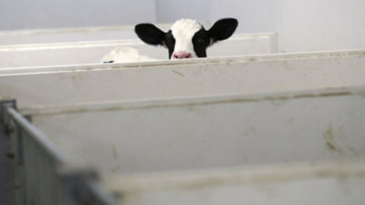 A cow peeking over a fence