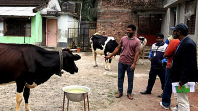 farmers standing next to cows
