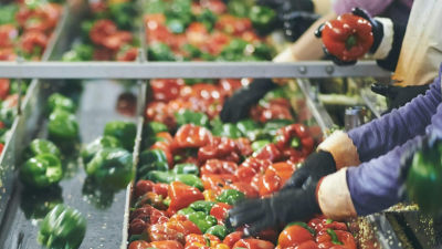 Pepperfruits in factory