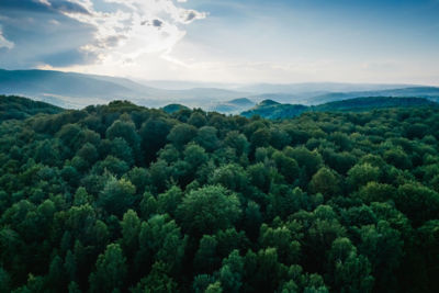 The view of a forest