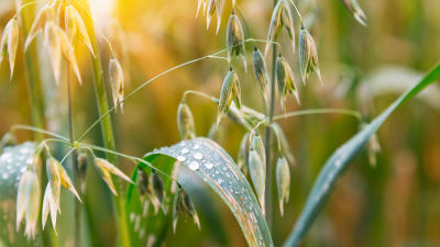 campo de avena para alimentos de origen vegetal