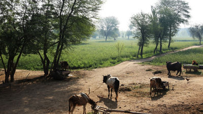 Pujab, India farm cows
