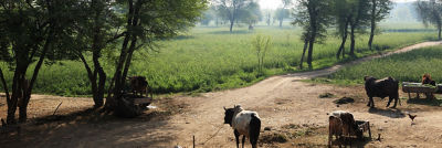 Cows at farm in India