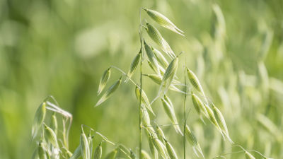 Unripe oat harvest