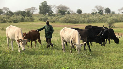 Cows graze