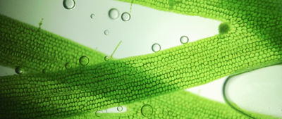 Primer plano de una planta bajo un microscopio