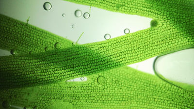 Close up of a plant under a microscope