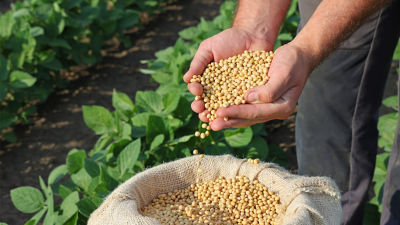 Soya beans in hands