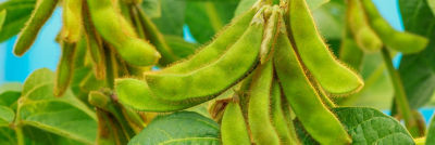 Fresh soybeans in pods