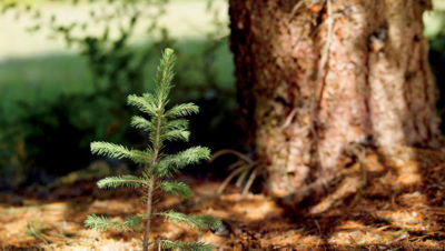 Spruce seedling in forest