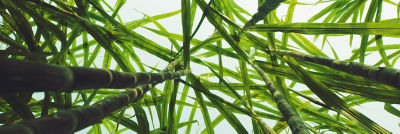 Sugarcane