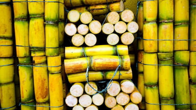 sugar canes