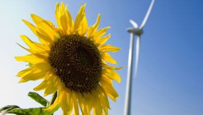 Sun flower and wind mill