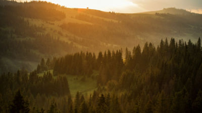 Forest Sun Sustainability 