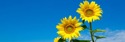 Sonnenblumen