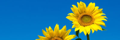 Girasol