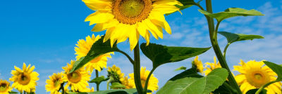 Girasol