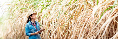 Woman taking notes for sustainability in sugar cane field