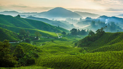 Plantación de té