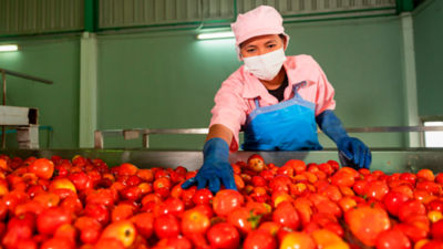Worker with tomatoes in a factory