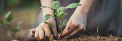Two hands planting a tree