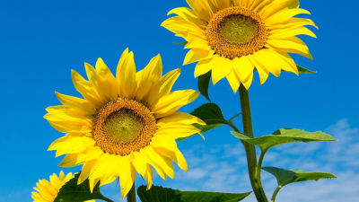 Sunflowers