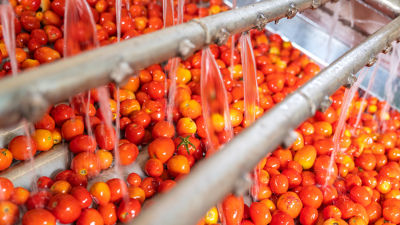Tomatoes being sprayed with water sprinkler