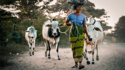 Woman with cows, Dairy hubs