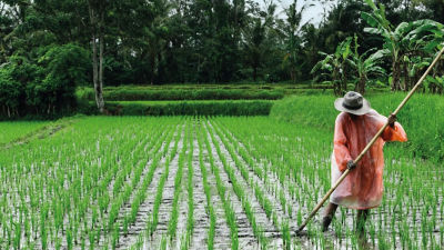 Woman in rice mark.